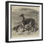 Master M'Grath-Harrison William Weir-Framed Giclee Print