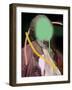 Masterful Photoshop II-Annie Warren-Framed Art Print