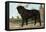 Mastiff-Vero Shaw-Framed Stretched Canvas