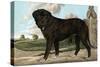 Mastiff-Vero Shaw-Stretched Canvas