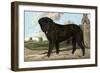 Mastiff-Vero Shaw-Framed Art Print