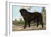 Mastiff-Vero Shaw-Framed Art Print