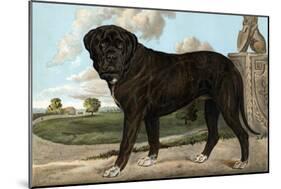 Mastiff-Vero Shaw-Mounted Art Print