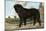 Mastiff-Vero Shaw-Mounted Art Print