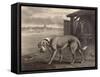 Mastiff-P Reinagle-Framed Stretched Canvas