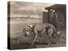 Mastiff-P Reinagle-Stretched Canvas