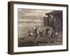 Mastiff-P Reinagle-Framed Art Print