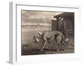 Mastiff-P Reinagle-Framed Art Print