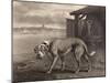Mastiff-P Reinagle-Mounted Art Print