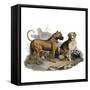 Mastiffs and Puppies-null-Framed Stretched Canvas