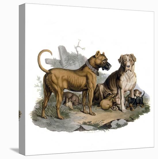 Mastiffs and Puppies-null-Stretched Canvas
