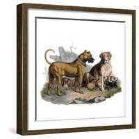 Mastiffs and Puppies-null-Framed Art Print