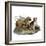 Mastiffs and Puppies-null-Framed Art Print