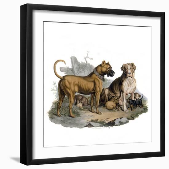 Mastiffs and Puppies-null-Framed Art Print