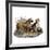 Mastiffs and Puppies-null-Framed Art Print