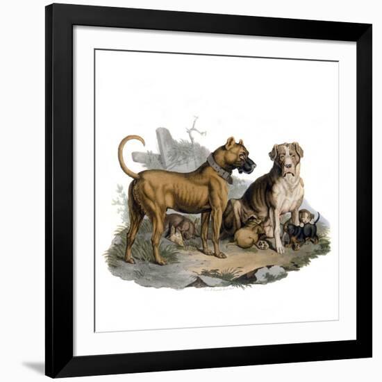 Mastiffs and Puppies-null-Framed Art Print