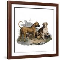 Mastiffs and Puppies-null-Framed Art Print