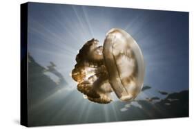 Mastigias Jellyfish in Backlight (Mastigias Papua Etpisonii), Jellyfish Lake, Micronesia, Palau-Reinhard Dirscherl-Stretched Canvas