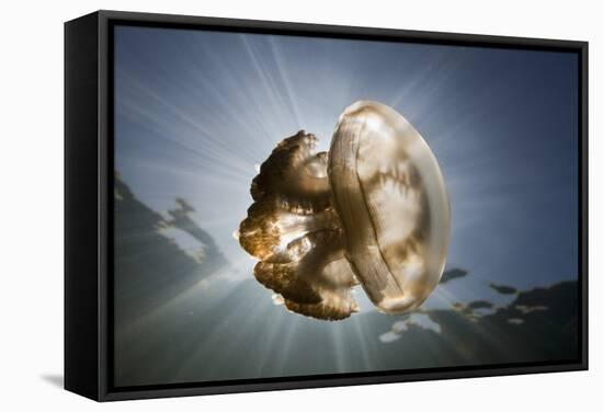 Mastigias Jellyfish in Backlight (Mastigias Papua Etpisonii), Jellyfish Lake, Micronesia, Palau-Reinhard Dirscherl-Framed Stretched Canvas