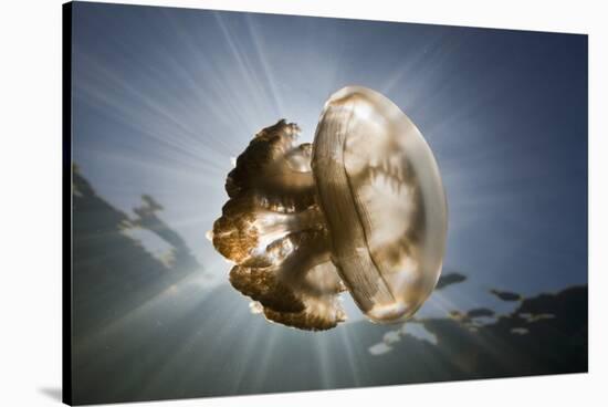 Mastigias Jellyfish in Backlight (Mastigias Papua Etpisonii), Jellyfish Lake, Micronesia, Palau-Reinhard Dirscherl-Stretched Canvas