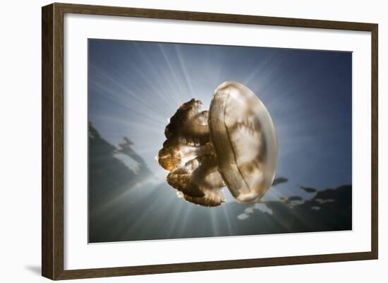 Mastigias Jellyfish in Backlight (Mastigias Papua Etpisonii), Jellyfish Lake, Micronesia, Palau-Reinhard Dirscherl-Framed Photographic Print