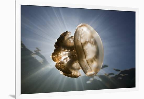 Mastigias Jellyfish in Backlight (Mastigias Papua Etpisonii), Jellyfish Lake, Micronesia, Palau-Reinhard Dirscherl-Framed Photographic Print