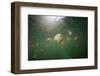 Mastigias Jellyfish (Mastigias Papua Etpisonii) Endemic to Jellyfish Lake, Micronesia, Palau-Reinhard Dirscherl-Framed Photographic Print