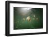 Mastigias Jellyfish (Mastigias Papua Etpisonii) Endemic to Jellyfish Lake, Micronesia, Palau-Reinhard Dirscherl-Framed Photographic Print