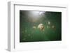 Mastigias Jellyfish (Mastigias Papua Etpisonii) Endemic to Jellyfish Lake, Micronesia, Palau-Reinhard Dirscherl-Framed Photographic Print