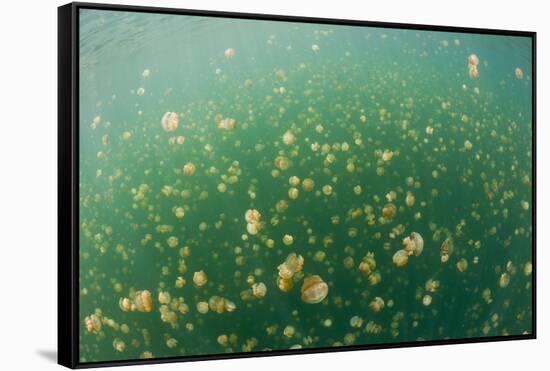 Mastigias Jellyfish (Mastigias Papua Etpisonii) in Jellyfish Lake, Micronesia, Palau-Reinhard Dirscherl-Framed Stretched Canvas