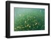 Mastigias Jellyfish (Mastigias Papua Etpisonii) in Jellyfish Lake, Micronesia, Palau-Reinhard Dirscherl-Framed Photographic Print