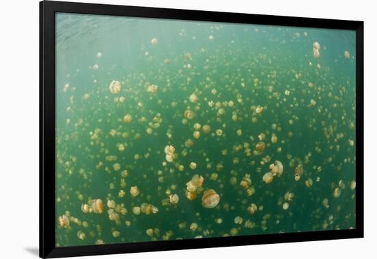 Mastigias Jellyfish (Mastigias Papua Etpisonii) in Jellyfish Lake, Micronesia, Palau-Reinhard Dirscherl-Framed Photographic Print