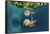 Mastigias Jellyfish (Matigias Papua), Risong Bay, Micronesia, Palau-Reinhard Dirscherl-Framed Stretched Canvas