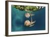 Mastigias Jellyfish (Matigias Papua), Risong Bay, Micronesia, Palau-Reinhard Dirscherl-Framed Photographic Print