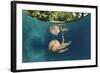 Mastigias Jellyfish (Matigias Papua), Risong Bay, Micronesia, Palau-Reinhard Dirscherl-Framed Photographic Print