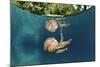 Mastigias Jellyfish (Matigias Papua), Risong Bay, Micronesia, Palau-Reinhard Dirscherl-Mounted Photographic Print