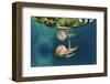 Mastigias Jellyfish (Matigias Papua), Risong Bay, Micronesia, Palau-Reinhard Dirscherl-Framed Photographic Print