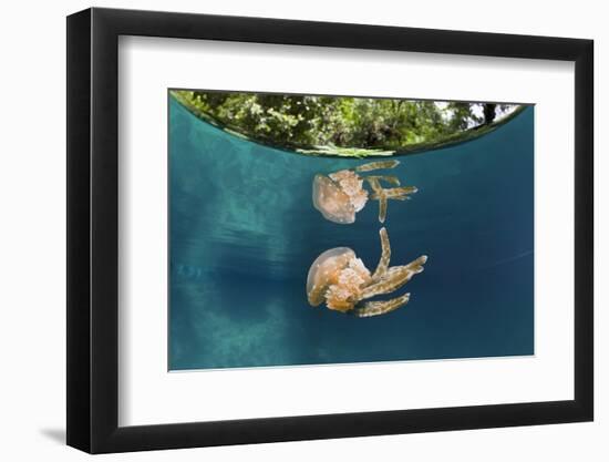 Mastigias Jellyfish (Matigias Papua), Risong Bay, Micronesia, Palau-Reinhard Dirscherl-Framed Photographic Print