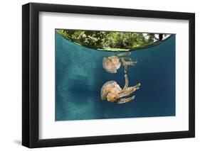 Mastigias Jellyfish (Matigias Papua), Risong Bay, Micronesia, Palau-Reinhard Dirscherl-Framed Photographic Print