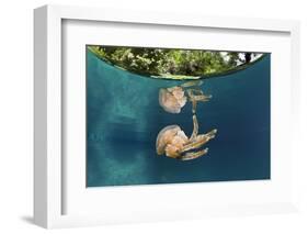 Mastigias Jellyfish (Matigias Papua), Risong Bay, Micronesia, Palau-Reinhard Dirscherl-Framed Photographic Print