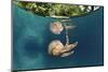 Mastigias Jellyfish (Matigias Papua), Risong Bay, Micronesia, Palau-Reinhard Dirscherl-Mounted Photographic Print