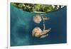 Mastigias Jellyfish (Matigias Papua), Risong Bay, Micronesia, Palau-Reinhard Dirscherl-Framed Photographic Print