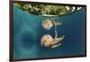 Mastigias Jellyfish (Matigias Papua), Risong Bay, Micronesia, Palau-Reinhard Dirscherl-Framed Photographic Print