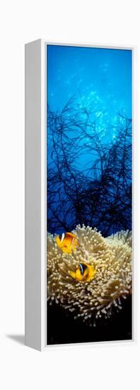 Mat Anemone and Allard's Anemonefish in the Ocean-null-Framed Stretched Canvas