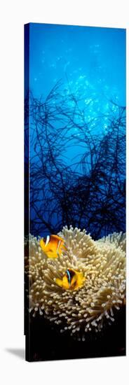 Mat Anemone and Allard's Anemonefish in the Ocean-null-Stretched Canvas