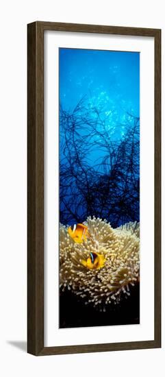 Mat Anemone and Allard's Anemonefish in the Ocean-null-Framed Photographic Print