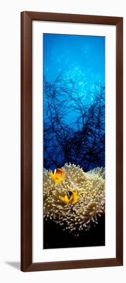 Mat Anemone and Allard's Anemonefish in the Ocean-null-Framed Photographic Print