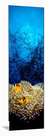 Mat Anemone and Allard's Anemonefish in the Ocean-null-Mounted Photographic Print