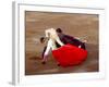 Matador at Monumental El Paso, Bullfight (Fiesta Brava), San Luis Potosi, Mexico-Russell Gordon-Framed Photographic Print