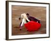 Matador at Monumental El Paso, Bullfight (Fiesta Brava), San Luis Potosi, Mexico-Russell Gordon-Framed Photographic Print